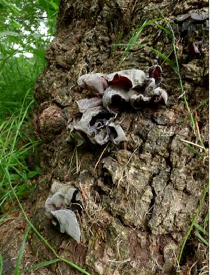 Desiccated fruiting bodies on a dead field maple stem at Mote Park, Maidstone